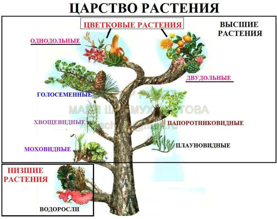 Царство растений биология 5. Классификация растений. Типы царства растений. Систематика царства растений. Царство растений классификация схема.