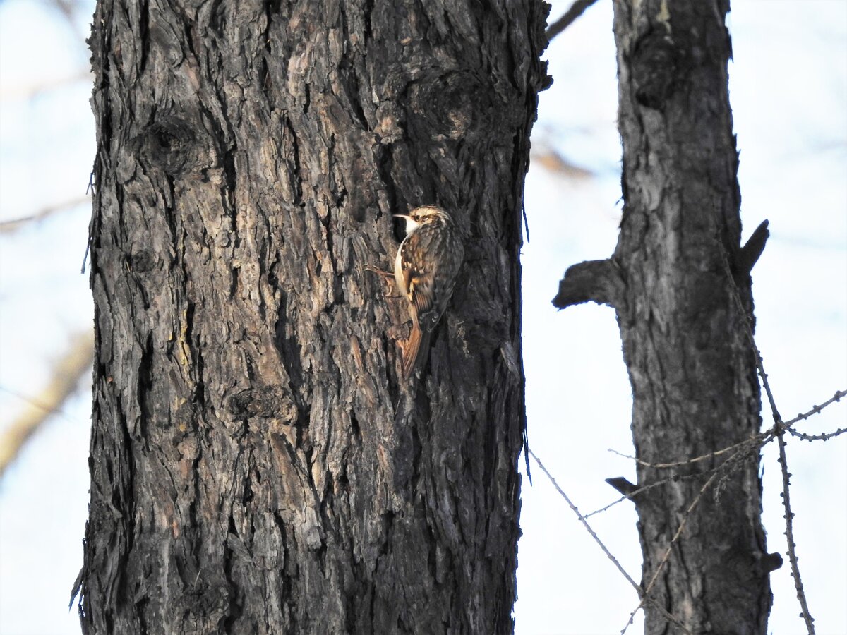Пищуха, декабрь 2020 года, Екатеринбург