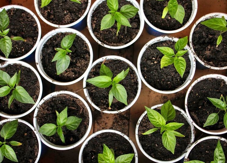 рассада перца