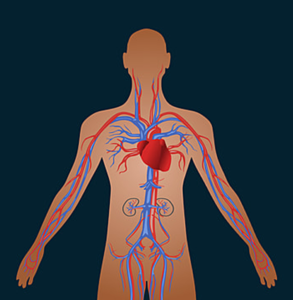 2.За день сердце пропускает через себя около 7000 литров крови. Общая длина кровеносных сосудов в человеческом организме составляет 96 000 километров.