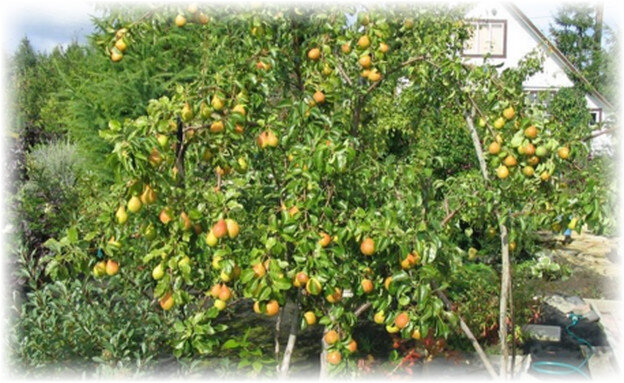 Груша вида «Августовская роса» принадлежит к низкорослым (не выше 3 м), но активно растущим культурам. Листва сникшего типа, не слишком загущенная. Ветки идут практически под острым углом. Почки груши активные, быстро «просыпаются» и успешно образуют побеги. Выпускают белые цветки, в одной головке по 7-10 штук.