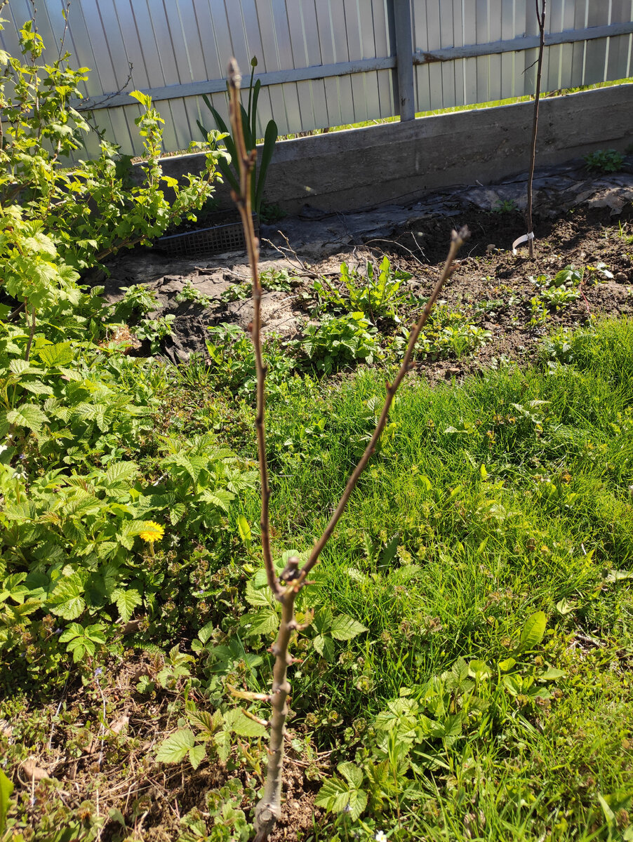 Маленький саженец из коробки был высажен прошлой весной. Силища. 