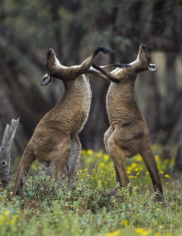 Francesco Veronesi / Flickr.com 