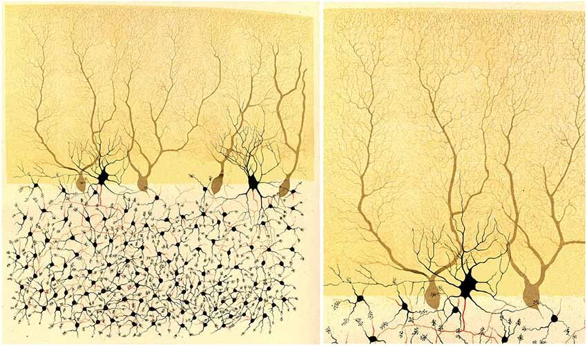 Credit: Javier De Felipe, Frontiers in Neuroanatomy, 2015. Приводится по Golgi, C. (1882–1883). “Sulla fina anatomia degli organi centrali del sistema nervoso. Rivista sperimentale di Freniatria, anni 1882–83,” in Opera Omnia, Vol. I. Istologia Normale (1870–1883) (Milan: Ulrico Hoepli), 1903, 295–393.