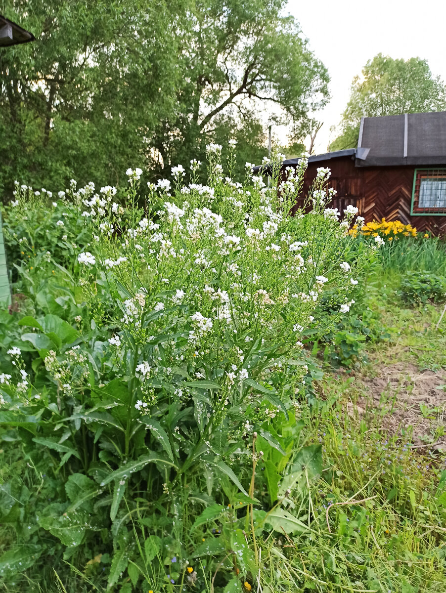 Вот такой цветок в огороде