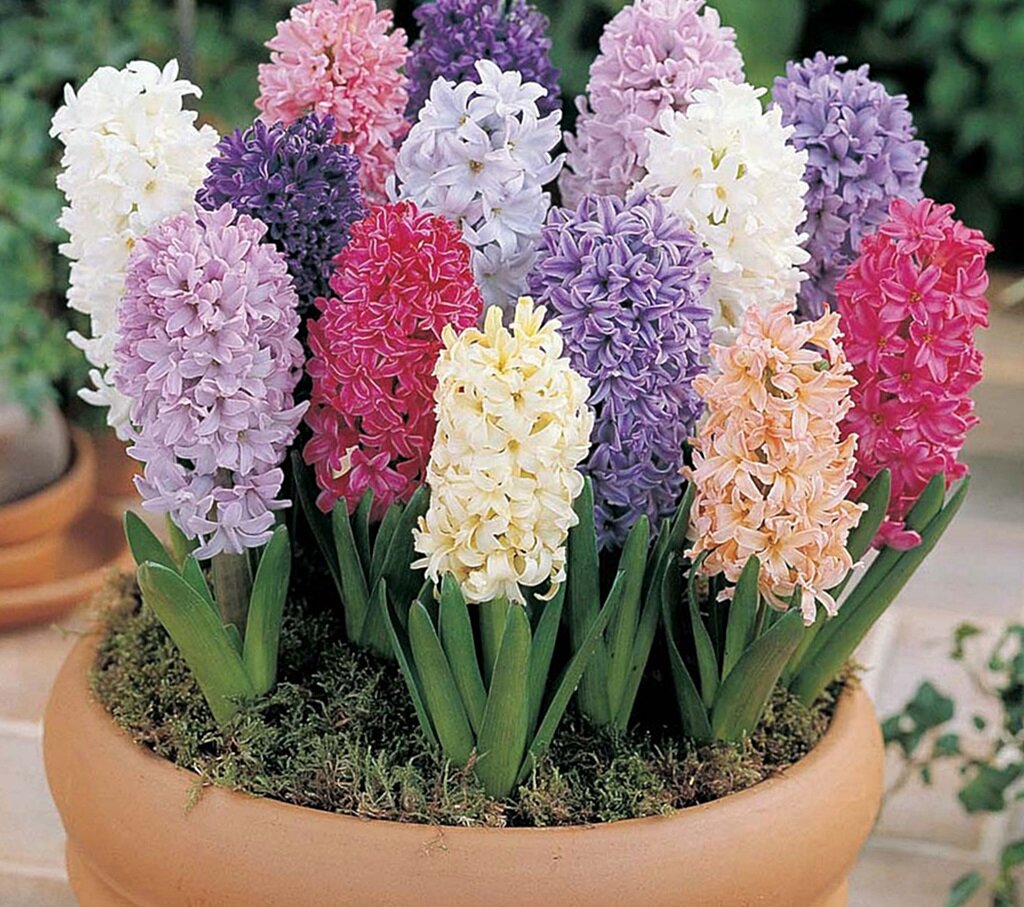 Фото взято из интернета