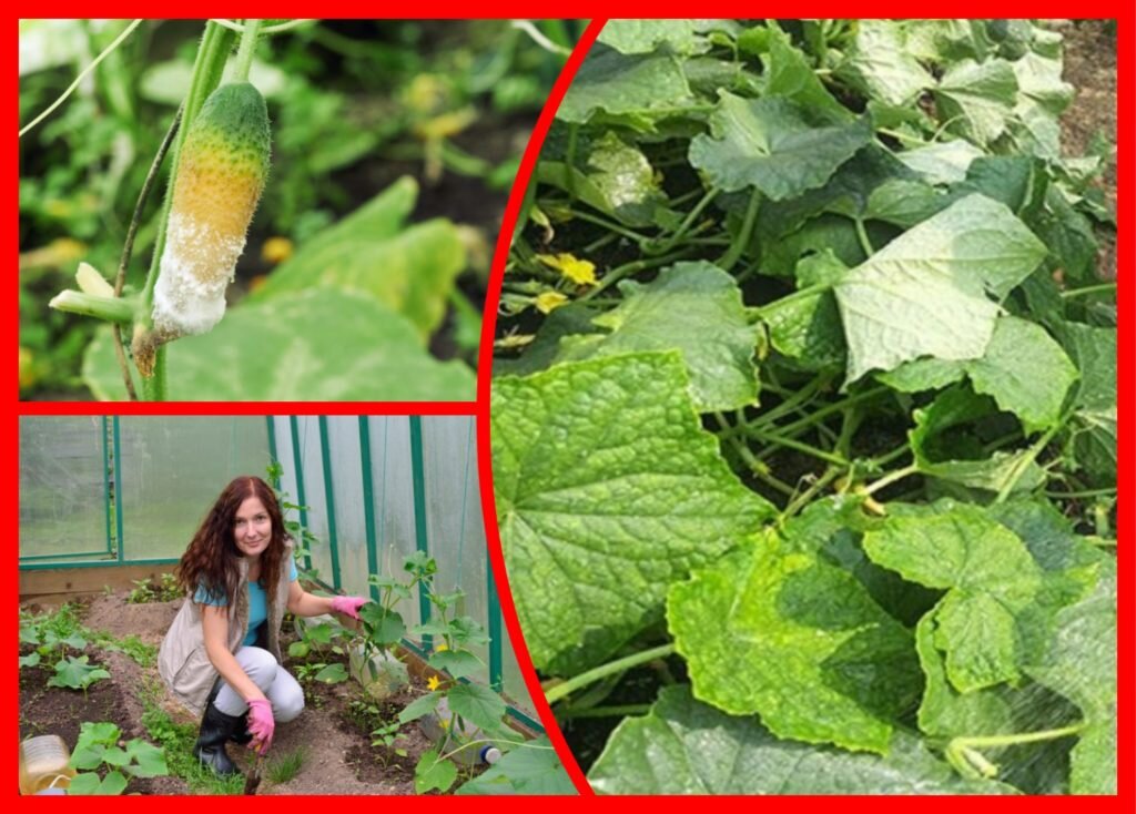 (Фото используется по стандартной лицензии ©ogorodnye-shpargalki.ru)