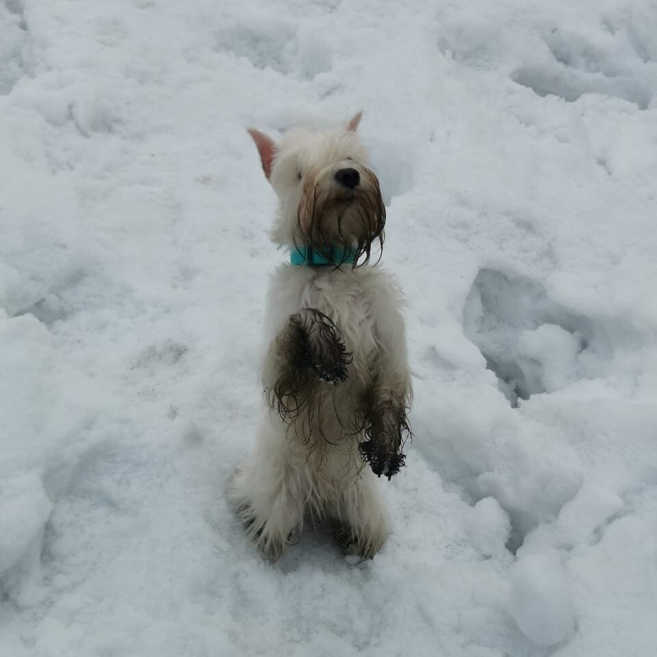 Готовы к такому? И от окраса это не зависит🙈