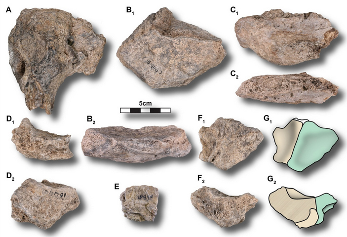 QMF990, определён только образец А - это фрагмент челюсти, Е - образец пород