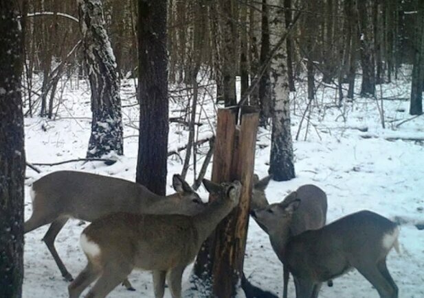 Добавьте описание