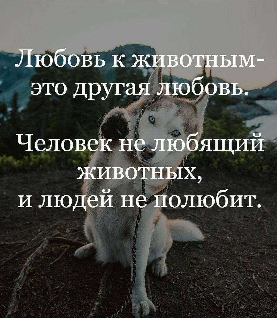 Любите животных цитаты