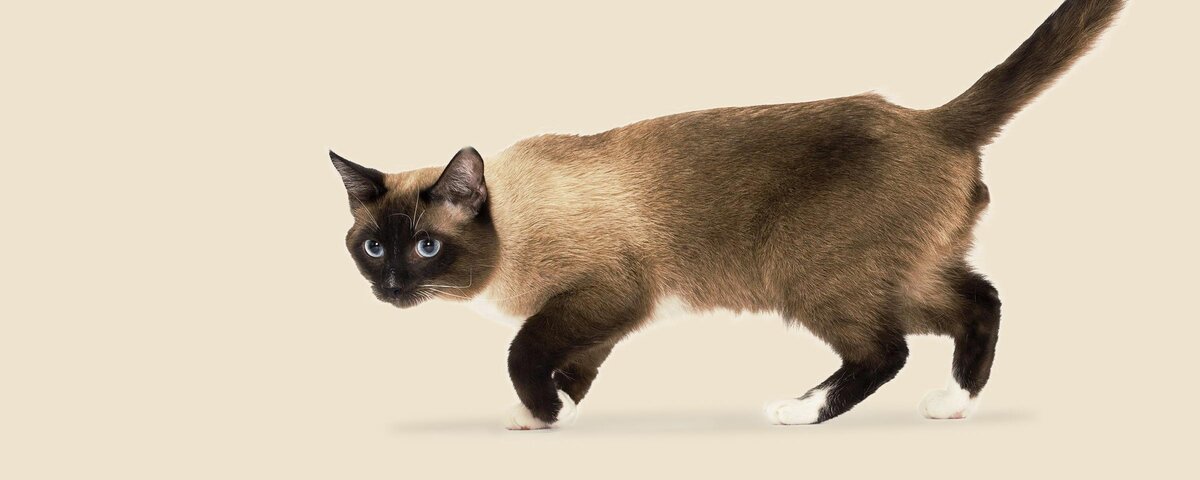 Кто такая Сноу-шу?