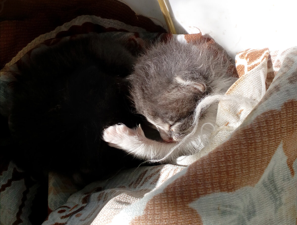 Таким я и нашла это чудо.