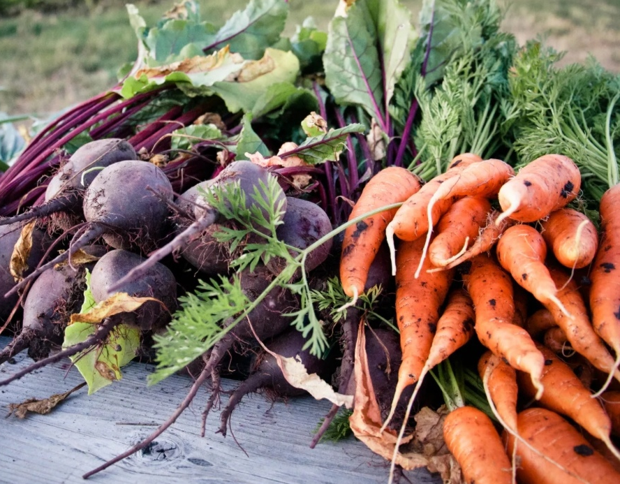 Овощи ноябрь. Уборка моркови. Свекла в огороде. Сбор урожая свеклы. Морковь и свекла.