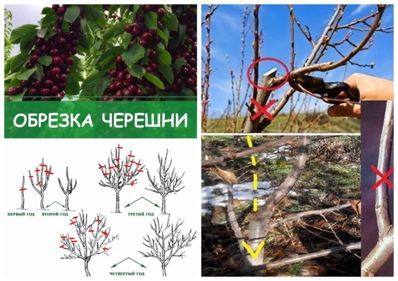 Обрезка черешни. Иллюстрация для статьи используется с сайта 2sotki.ru
