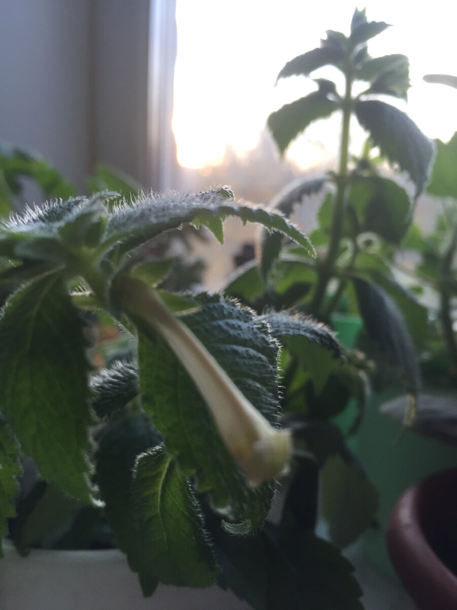 Так вот выглядят эти последние бутоны. Фото автора.