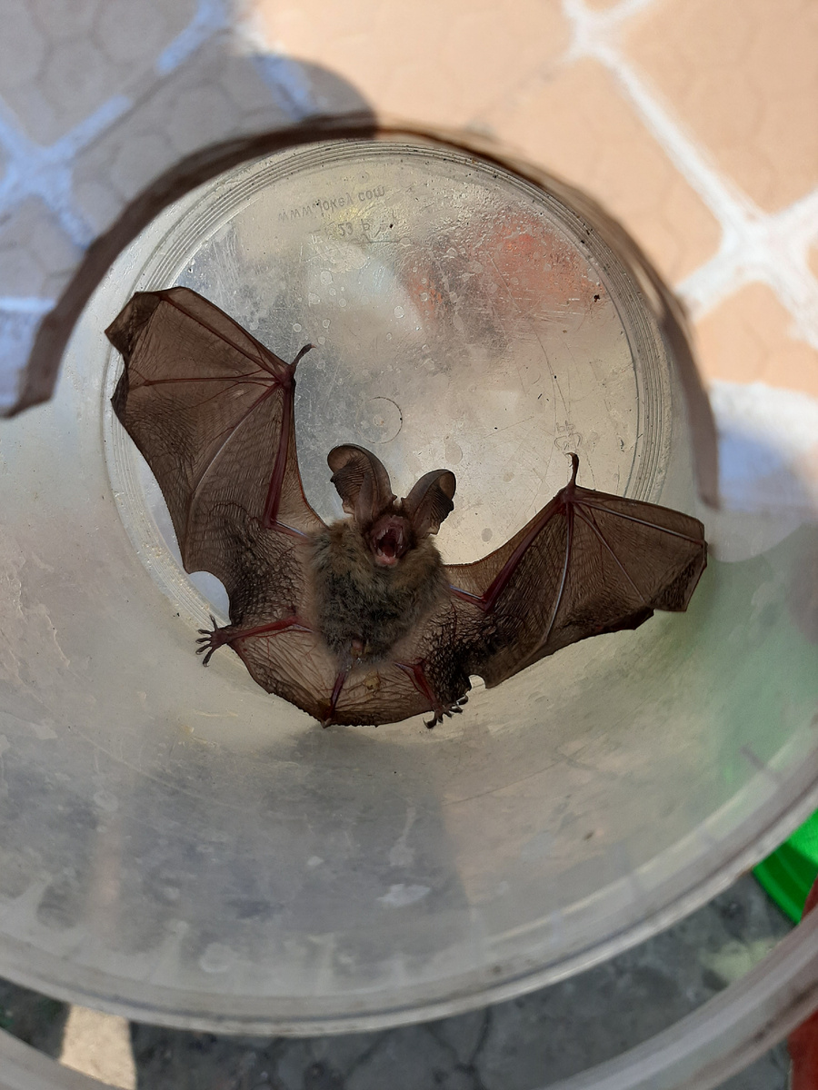 Летучая мышь 