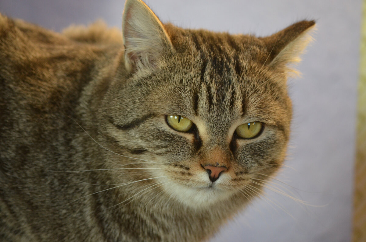 Тиша. Фото автора