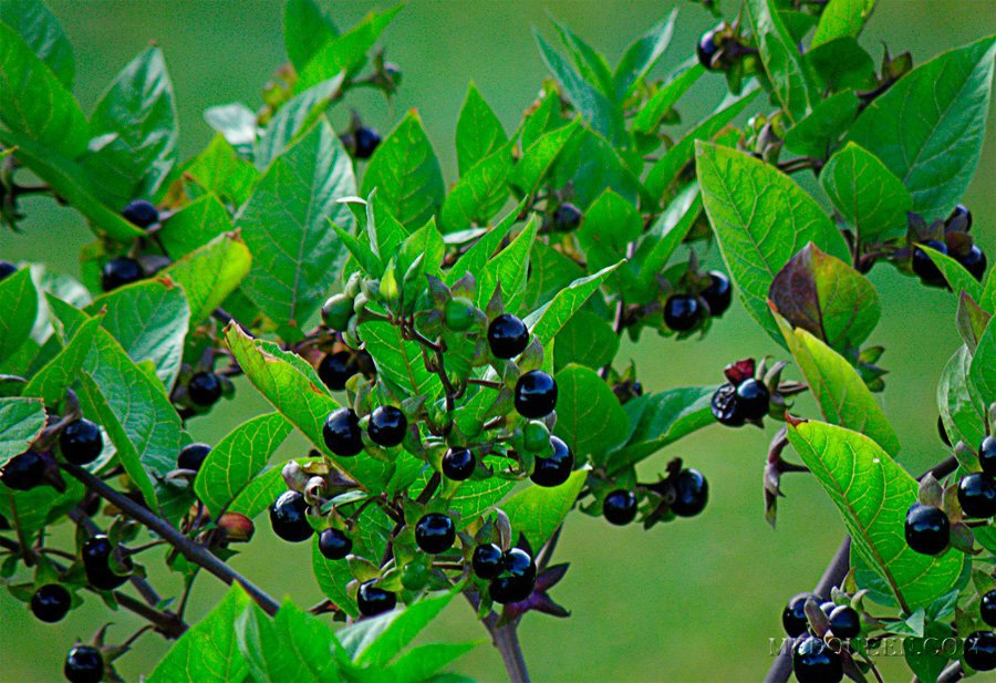 Выглядит аппетитно, но есть не стоит.