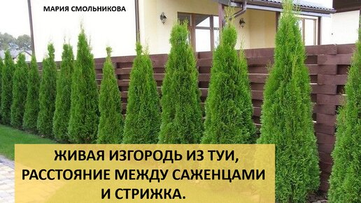 Живая изгородь из туи , расстояние между саженцами и стрижка.