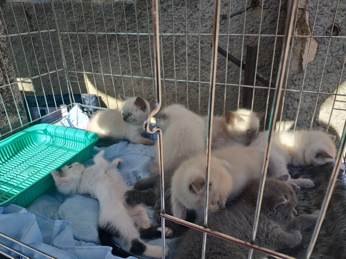 Это братья и сестры будущего члена семьи. 