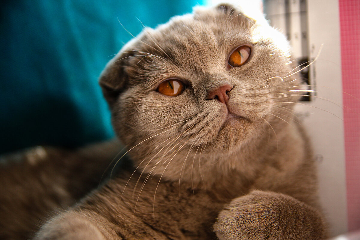 Кого из членов семьи кошка считает слабой и податливой личностью ...