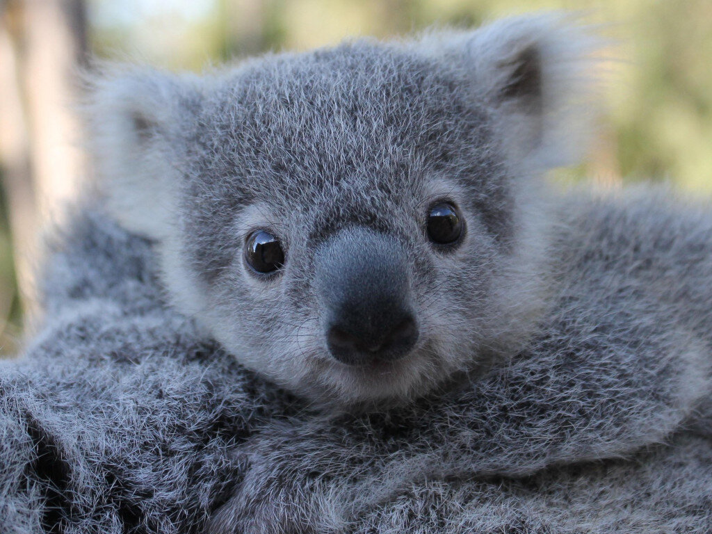 Коалу лучше не провоцировать. Фото: newsbuzz.ru