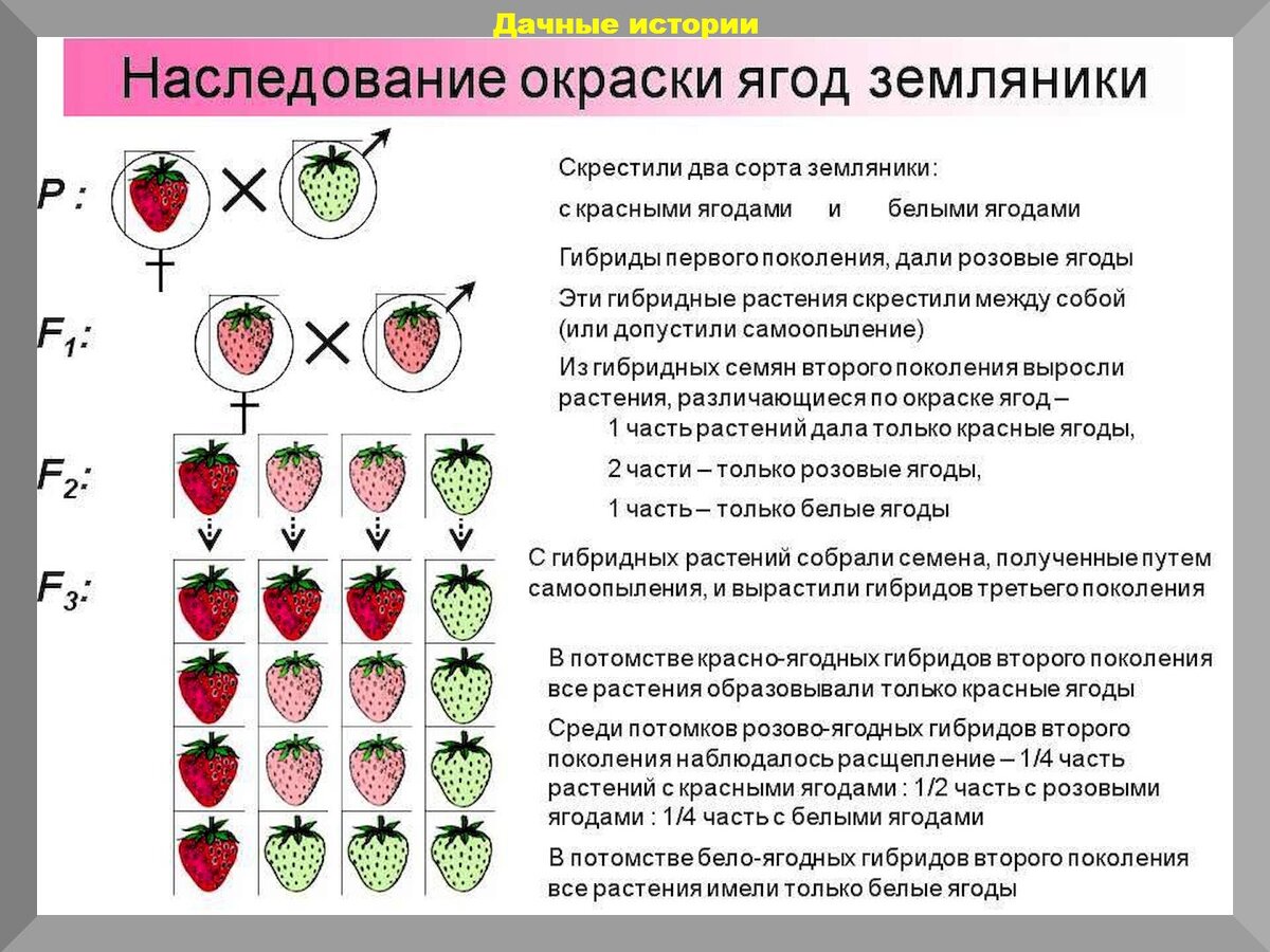 Расщепление моногибридного скрещивания. Гибрид это в генетике. Генетика растений. Генетический символ гибридов. Раст генетика растений.