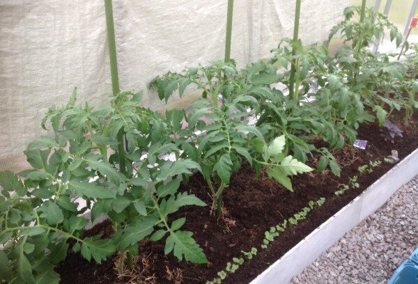 Мои тепличные томаты в начале прошлого сезона. Рассада своя. В "ногах" посажен редис. Фото автора