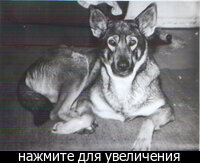 История давняя. Очень давняя.
На мой первый день рождения мне подарили игрушечную собаку. Она до сих пор «живет» в родительском доме, вот уже 46 лет.

И, собственно, с тех самых пор я мечтала о собаке. Я просила, умоляла, я плакала над словами Малыша из мультика «Малыш и Карлсон»: «Вот так и проживешь всю жизнь вот так, без собаки…».
Я рыдала над мультиком «Варежка»… Я хотела собаку так, как не хотела на тот момент ничего и никогда.

Я читала про собак всё, что могла достать в те далекие безинтернетные годы. Книги (иногда даже удавалось их купить! А в библиотеках я перечитала все имеющиеся), журналы «Юный натуралист», статьи в газетах. Вырезала их и собирала в свою «собачью» папку.
Когда мне было лет 11, я уговорила родителей после окончания учебного года поехать в клуб собаководства и встать на очередь на щенка. Тогда это так делалось.

Но я не дотерпела. Я тогда занималась танцами, и мы поехали с концертом в какую-то подшефную деревню. И там, перед обедом в столовой, я увидела на улице щенков. Сейчас уже не помню, была ли там с ними мать. Но щенки просто поразили меня в самое сердце! И после обеда я приманила одного из них котлетой, посадила себе запазуху и решила, что я с этой щенулькой не расстанусь ни за что. Учительница, которая ездила с нами, спросила меня: «А родители-то разрешат?» - на что я уверенно ответила, что конечно разрешат! Всю дорогу я её гладила, а она то лизала мне руку, то дремала.
Мама открыла дверь и… увидела нас. И ни слова не сказала пока щенулька не прошла в детскую, где тут же написала на ковер. Мама всплеснула руками и сказала: «О, Господи, еще один ребенок!» (а нас у родителей трое). Но, конечно, разрешила. Мы с подругой помыли мою собаку, покормили, назвали ее Вета. В честь очень умной овчарки из книги «У человека должна быть собака».

И начались прогулки, воспитание, лечение… Вета месяцев в 4-6, я уже точно не помню… заболела энтеритом, и я возила её на уколы. Сама. Час на автобусе. Было мне 11,5 лет. Вета выздоровела, хотя ветеринары не очень на это надеялись, выросла в очень красивую собаку овчаро-лайкоидного типа, которую люди незнающие часто путали почему-то с волком.

Вета была очень умной, даже мудрой. Она на прогулках пасла всю семью, чтобы мы не разбредались. Я могла ходить с ней в лес и даже спать под соснами – она ко мне никого не подпускала. Она вырастила нашу кошку и моего младшего брата.

Мама моя, которая до Веты собак боялась, исцелилась от этого страха. И потом, много лет спустя, уже даже через несколько лет после Ветиной смерти (а она умерла в 11,5 лет – такое вот совпадение…) мама сказала мне, что очень благодарна мне за то, что я притащила домой Вету. Потому что это была Личность, почти что человек, только не разговаривала. И что именно благодаря Вете мама полюбила собак и поняла, какие они прекрасные.
Вета полностью изменила мою жизнь. Я познакомилась с массой интереснейших людей, окончила курсы кинологов при клубе собаководства, много работала на выставках, пошла учиться в ВУЗ на зоотехника, диплом писала по кинологии. Но самое главное – она подарила мне Собачью Дружбу. Она меня многому научила. Уроки были не всегда приятные… Именно благодаря ей я первый раз задумалась о том, что нужно учиться контролировать свой гнев… Учиться держать себя в руках. Я по натуре очень вспыльчивая. Но благодаря Вете я начала этот путь управления собой.
Когда я задумала взять вторую и потом даже третью собаку (они обе были эрделями) – Вета взяла их под свою опеку и воспитала тоже.

Она не любила прыгать, и соглашалась прыгать только за сыр и овсяные печенья. Больше ничто ее не могло подвигнуть на прыжки.
Мы сдали с ней ОКД на первую степень. Тогда мне зачем-то это было нужно…
Я ездила с ней на поезде к бабушке. И на голос проводницы «Провожающие есть?» - Вета всегда бухтела «Буф-буф!»…
Столько мелких и очень ценных воспоминаний…
