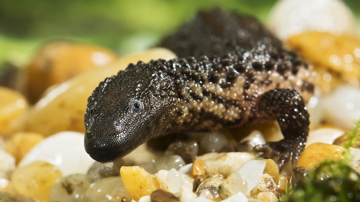 Безухий варан. Калимантанский Варан. Lanthanotus borneensis. Кaлимантанский безухий Вaран.. Калифорнийский безухий Варан.