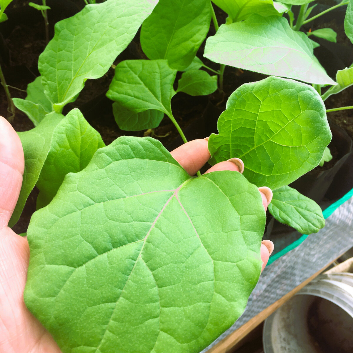 Моя рассада баклажанов