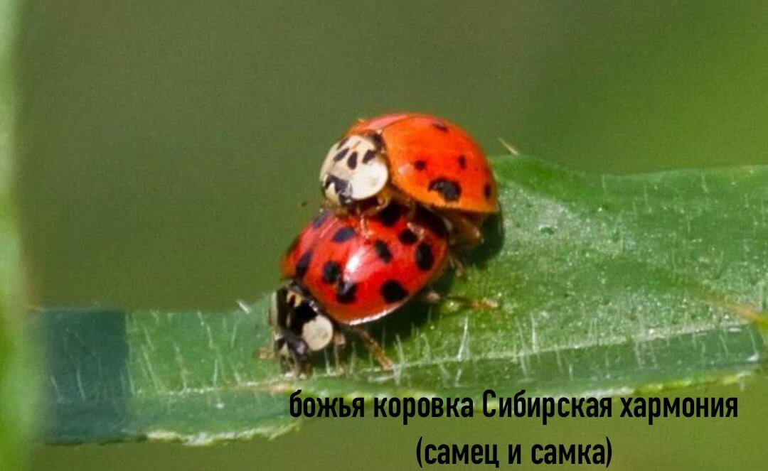 глазчатая божья коровка. самец божьей коровки. самец божьей коровки. чёрная божья коровка с красными точками. божья коровка harmonia axyridis.