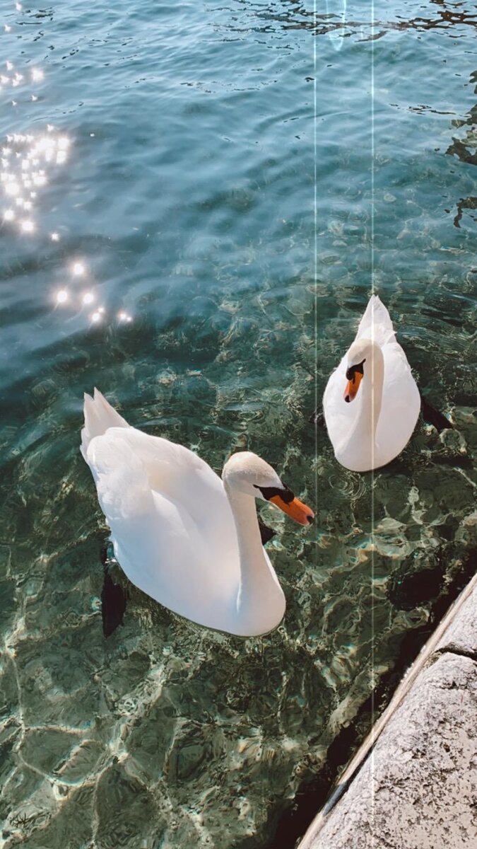 они прекрасны и там их оооочень много)