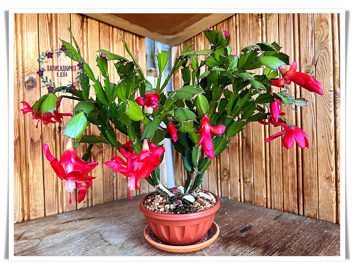 Мой любимчик. Декабрист-манник :)))