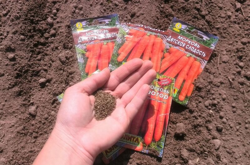 Сею морковь на грядку.