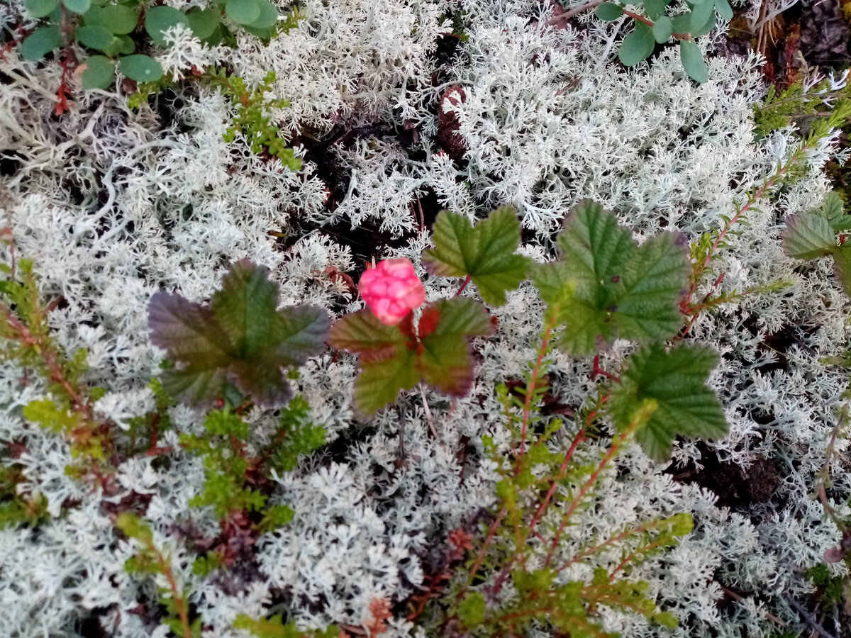 Морошка в ягеле на болоте, фото автора