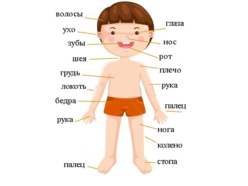 Схема тела для дошкольников