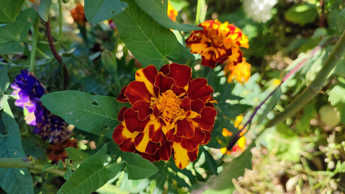 Цветы из сада подруги Ирины