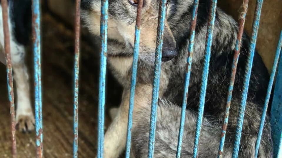 Старость не может быть счастьем. Старость может быть лишь покоем или бедой. Пуш-12 лет в приюте.