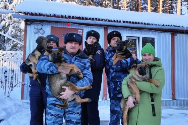    Пять щенков немецкой овчарки прибыли для службы в оренбургских колониях Елена Шкатова