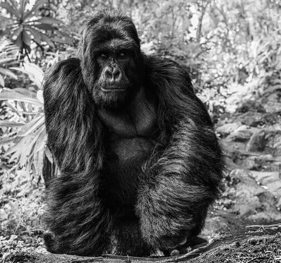  David Yarrow Photography /    / * 1966 (      )