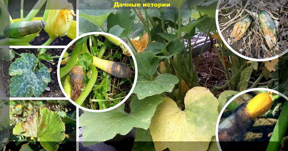 Заболевания кабачков фото Как правильно выращивать кабачки до самых морозов: малоизвестные хитрости для оч