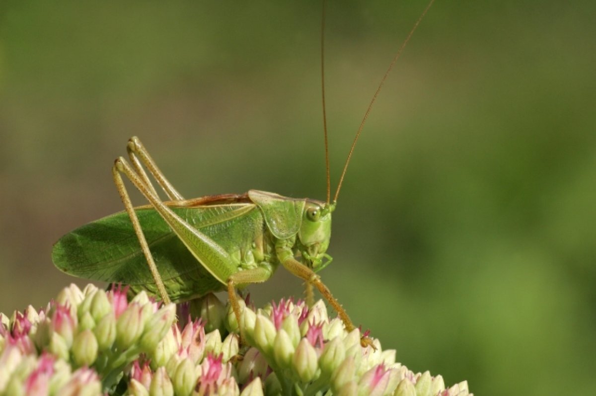    Курорты в Италии опустели из-за нашествия кузнечиков