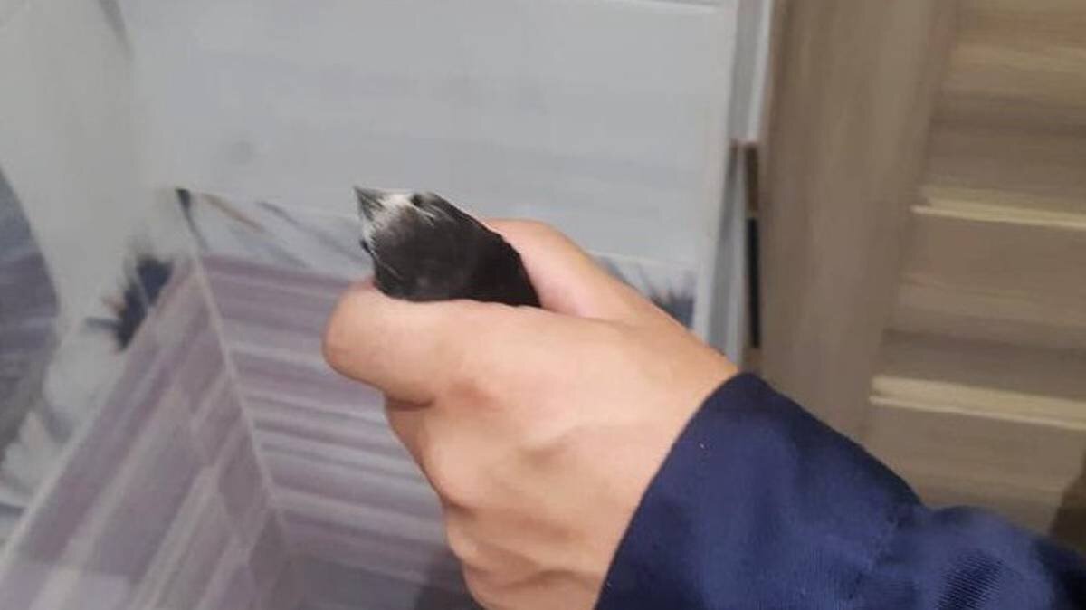    Фото: Пресс-служба ГКУ МО «Мособлпожспас»