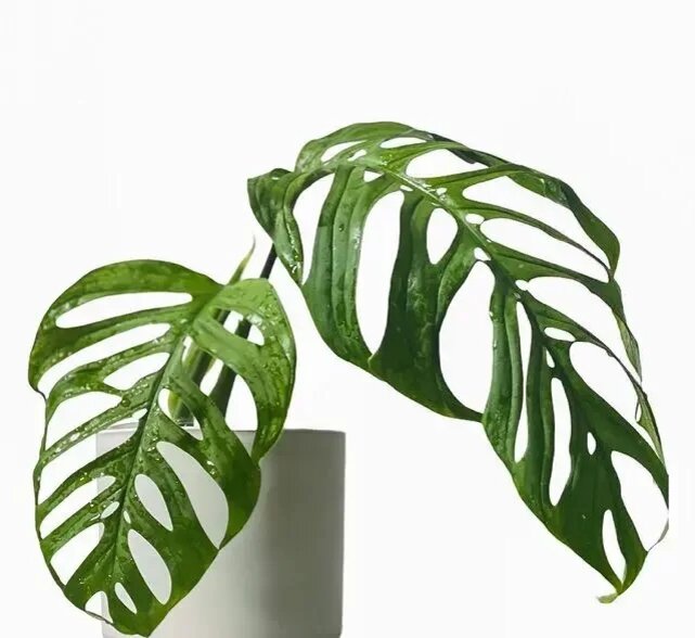 Monstera obliqua в интерьере