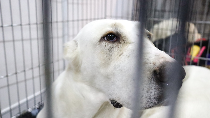 ELENA MAYOROVA/GLOBAL LOOK PRESS 