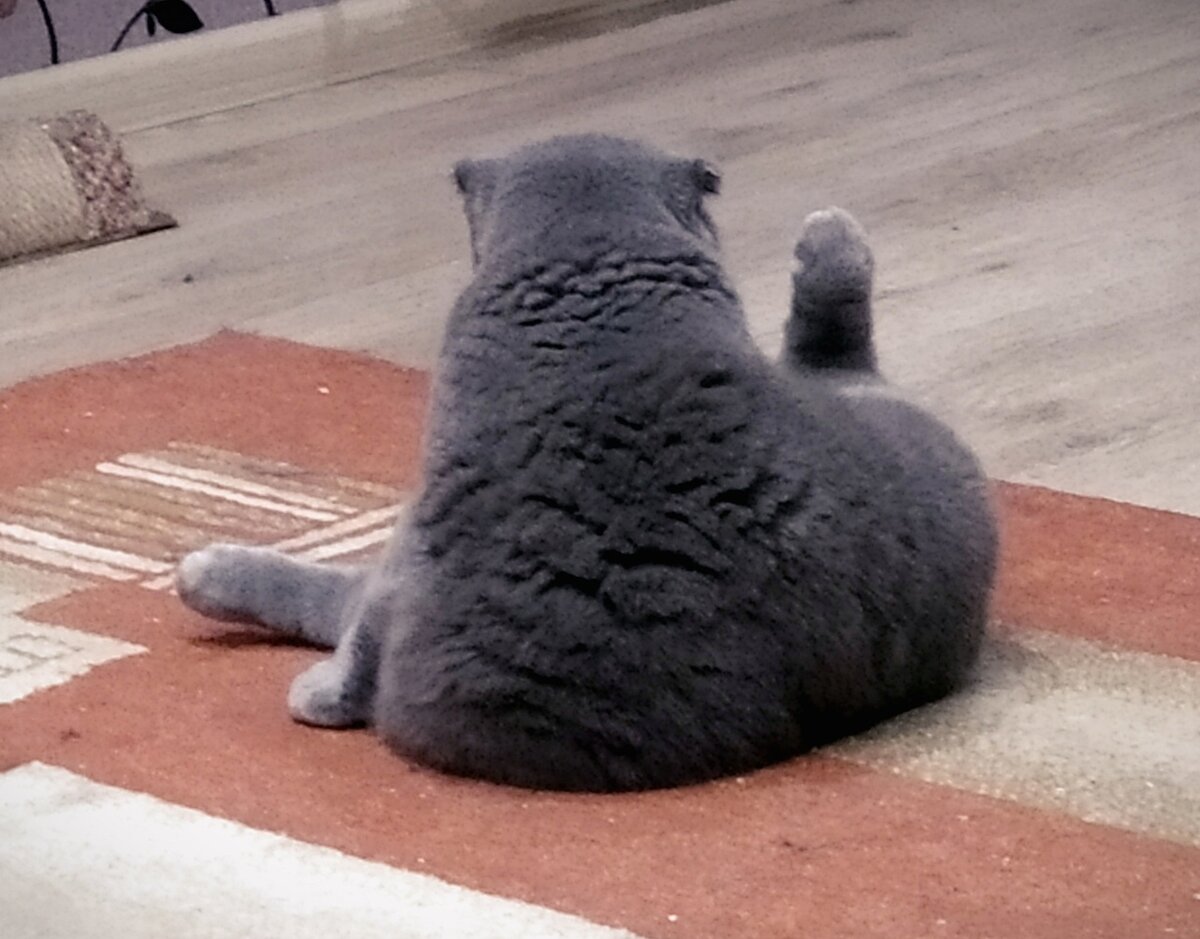 Вот она жопка пушистая. Мисськина! Отъелась. 