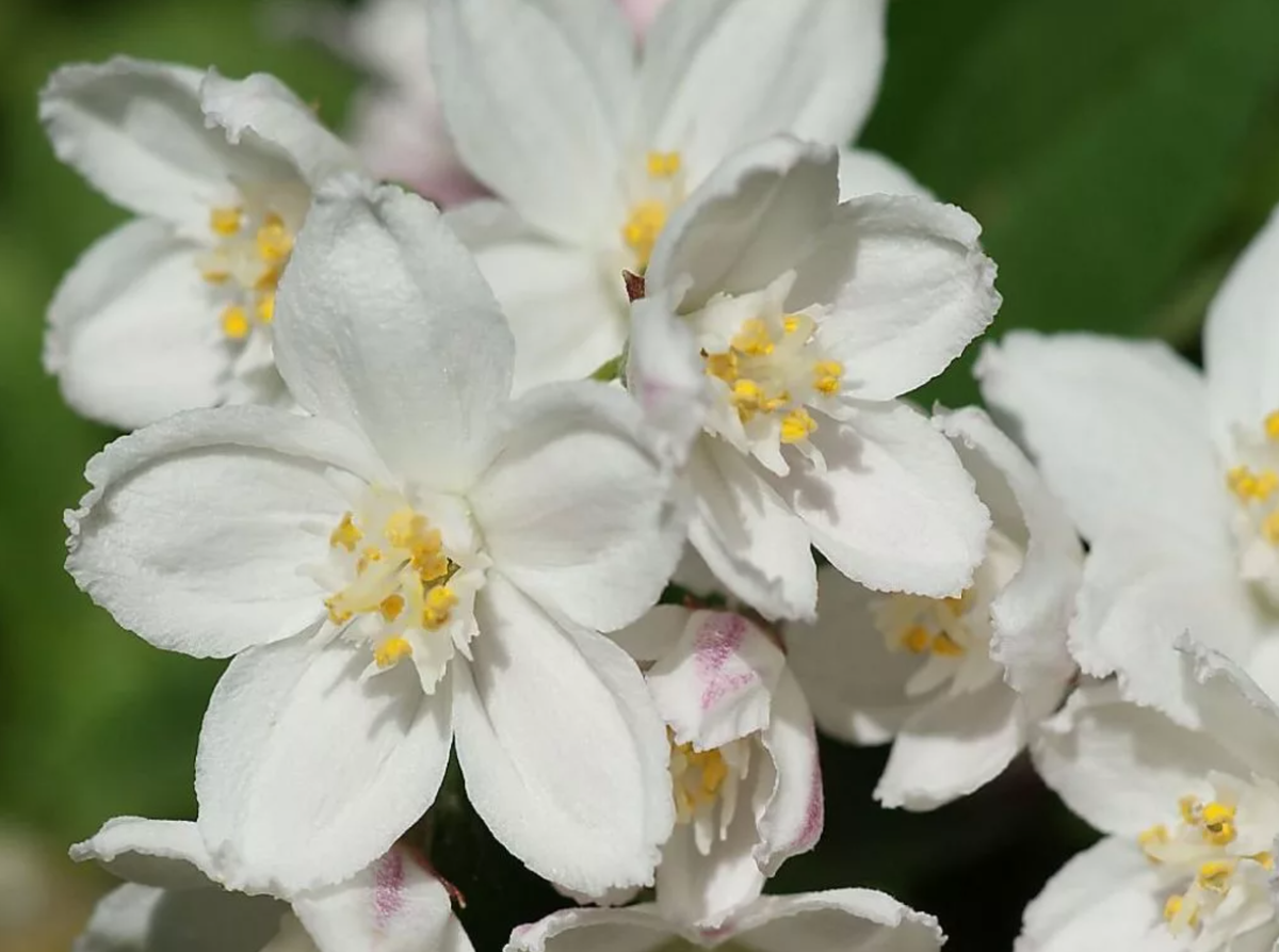 Дейция белая. Дейция Вильморена. Дейция пурпурная (Deutzia) 'Kalmiiflora'. Дейция кустарник Вильморена.