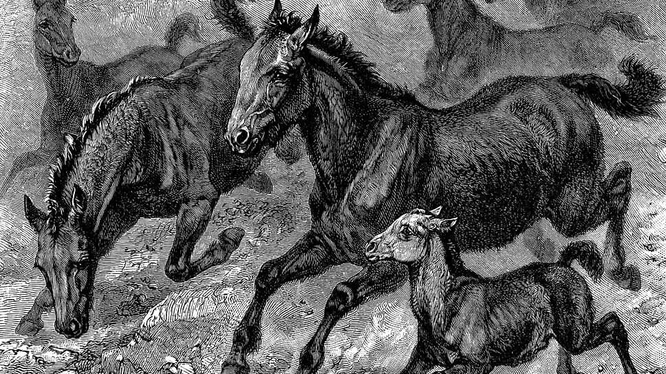 вымершая дикая лошадь из 6 букв. вымершие животные. тарпан вымерший предок современной лошади. вымершая дикая лошадь из 6 букв. предок лошади тарпан.